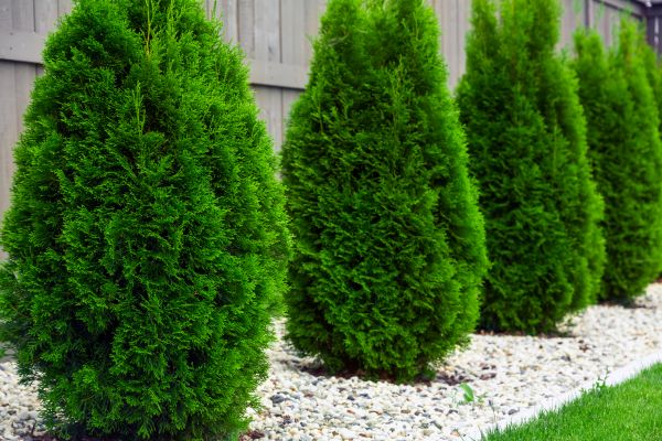 Arborvitae Planting in Sun Prairie