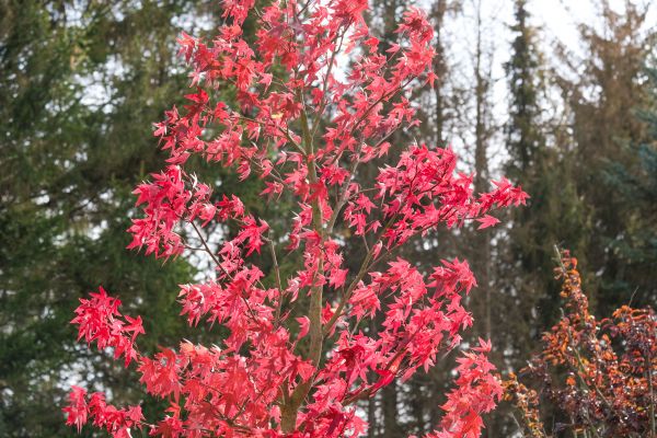 Japanese Maple Planting in Sun Prairie