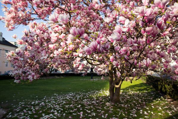 Magnolia Tree Planting in Sun Prairie