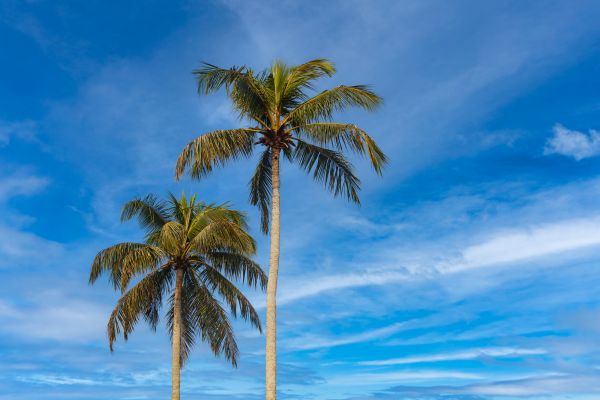 Palm Tree Planting in Sun Prairie
