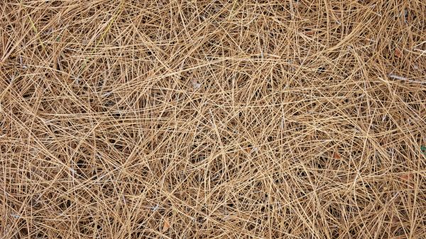 Pine Needles Delivery in Sun Prairie