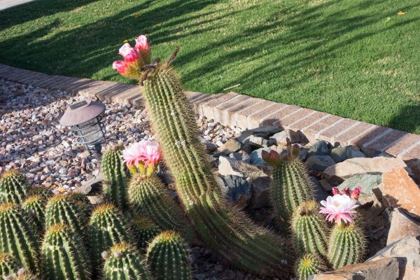 Desert Landscaping in Sun Prairie