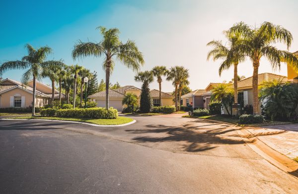 Palm Tree Landscaping in Sun Prairie