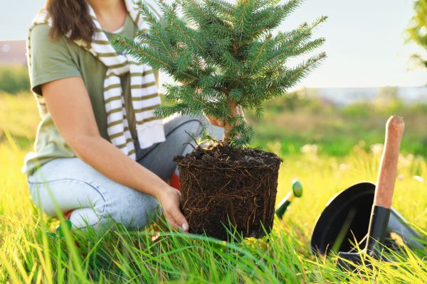 Spruce Tree Planting in Sun Prairie