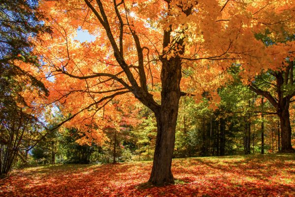 Maple Tree Planting in Sun Prairie
