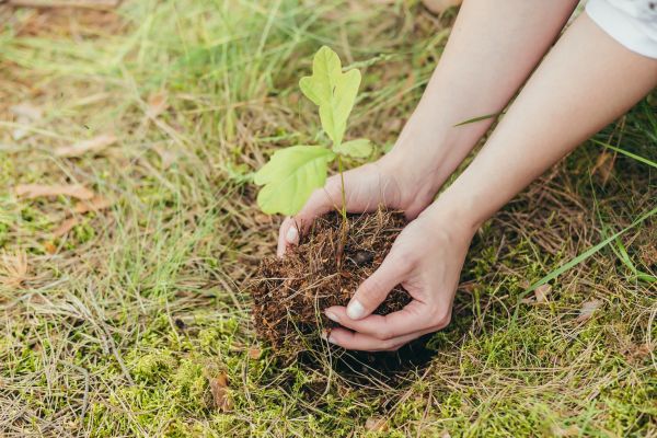 Oak Tree Planting in Sun Prairie