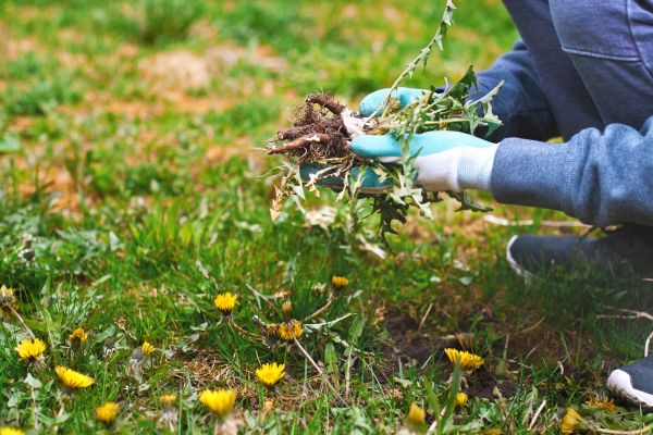 Flower Bed Clearing in Sun Prairie