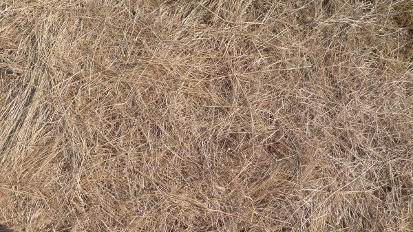 Pine Straw Replacement in Sun Prairie