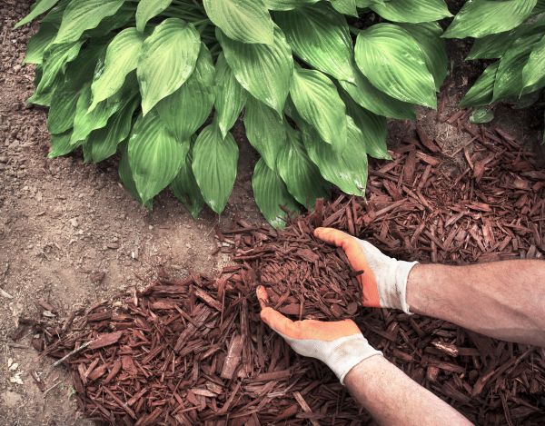 Bark Spreading in Sun Prairie