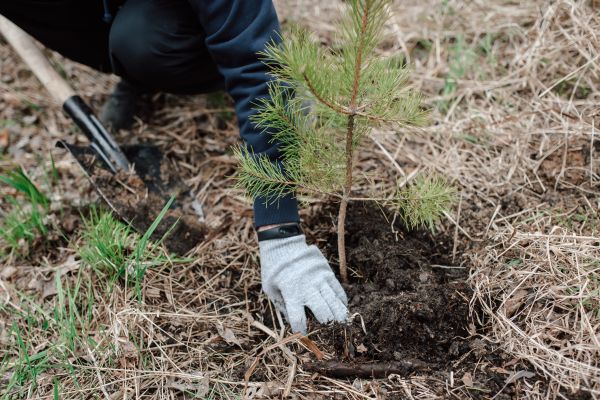 Pine Tree Planting in Sun Prairie
