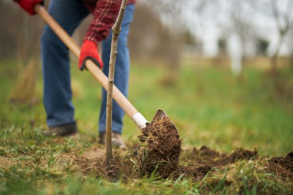 Trees Planting in Sun Prairie