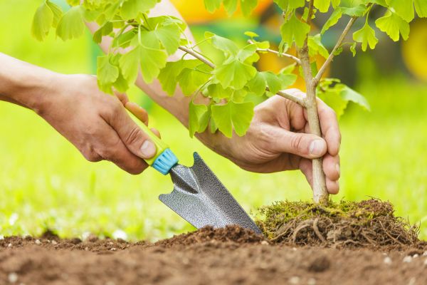 Fruit Tree Planting in Sun Prairie