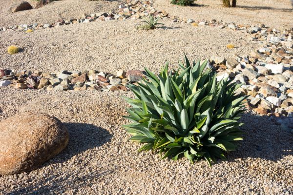 Xeriscaping Service in Sun Prairie