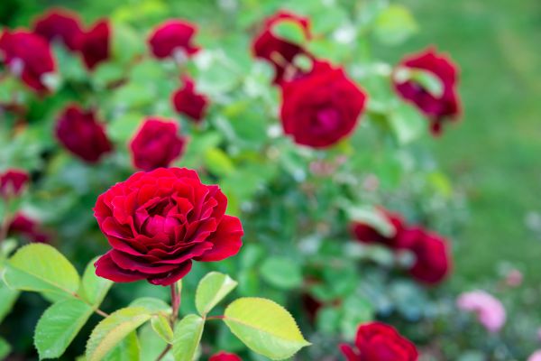 Rose Planting in Sun Prairie