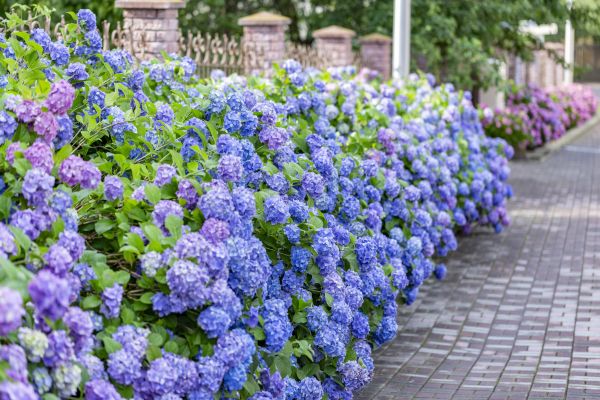 Hydrangea Landscaping in Sun Prairie