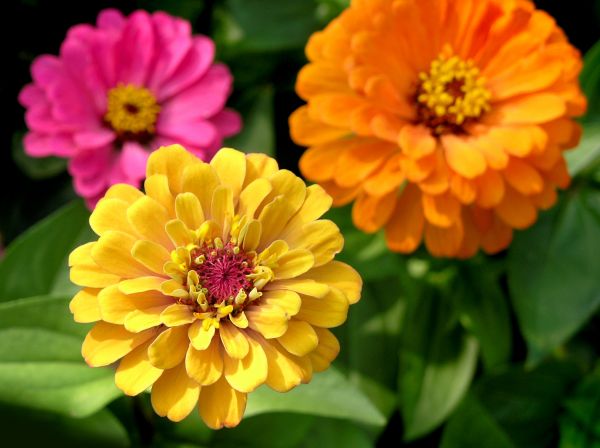 Zinnia Planting in Sun Prairie