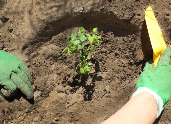 Rose Bush Planting in Sun Prairie