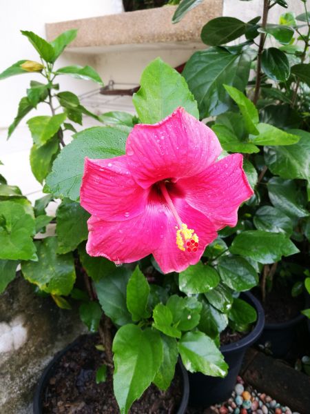 Hibiscus Planting in Sun Prairie