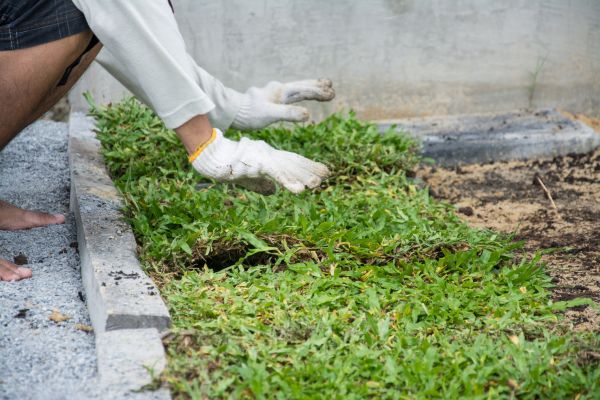 Ground Cover Planting in Sun Prairie