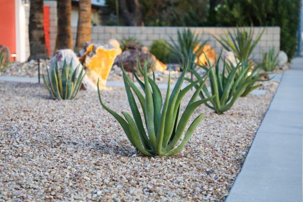 Drought Resistant Landscaping in Sun Prairie