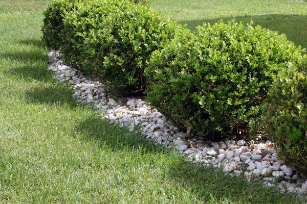 Boxwood Planting in Sun Prairie