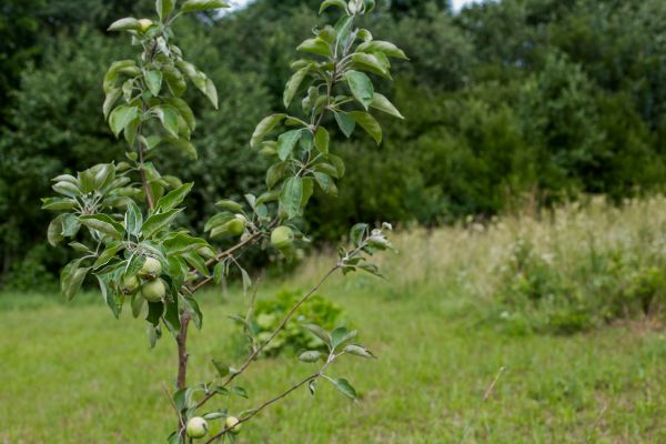 Apple Tree Planting in Sun Prairie