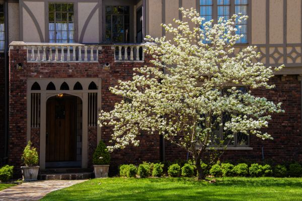 Dogwood Tree Planting in Sun Prairie