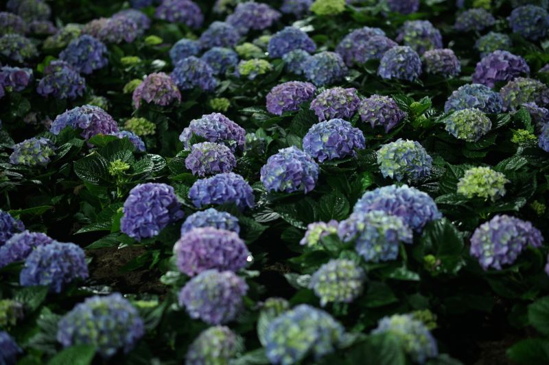 Hydrangea Planting