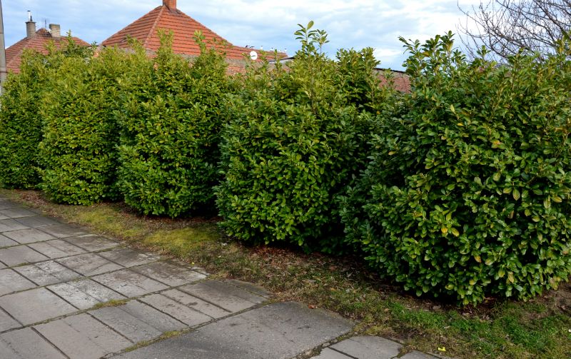 Privacy Hedge Installation